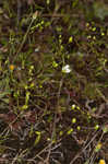 Greenland stitchwort